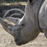 En del har horn i pannan, och vi mitt i facet