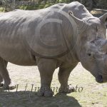 Tungt att vara noshörning,