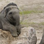 Nää, inte jag inte...