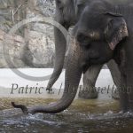 elefantdyk med snorkel