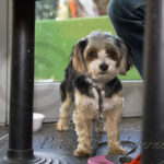 Café Götgatan Stories