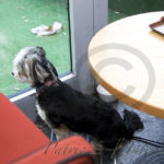 Café Götgatan Stories