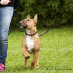 Bullterrier