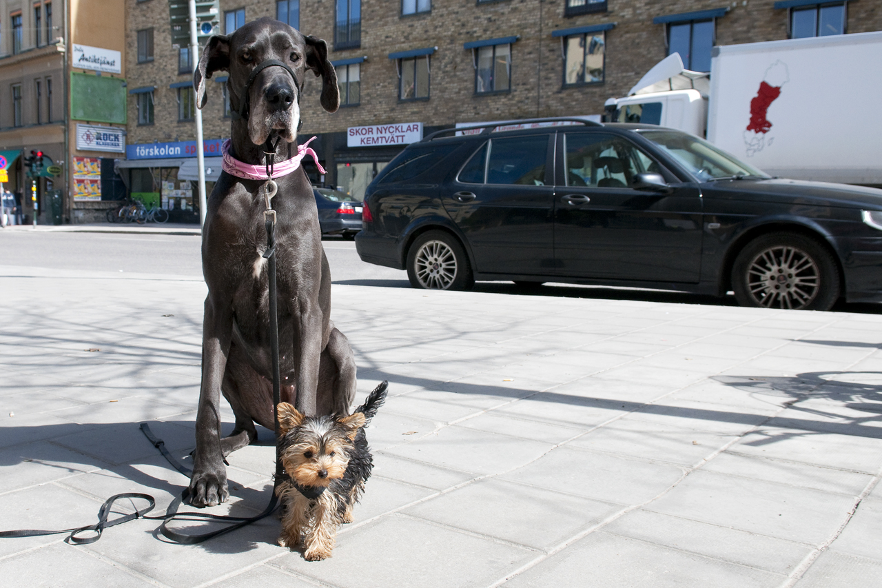 Grand danois och yorkshireterrier