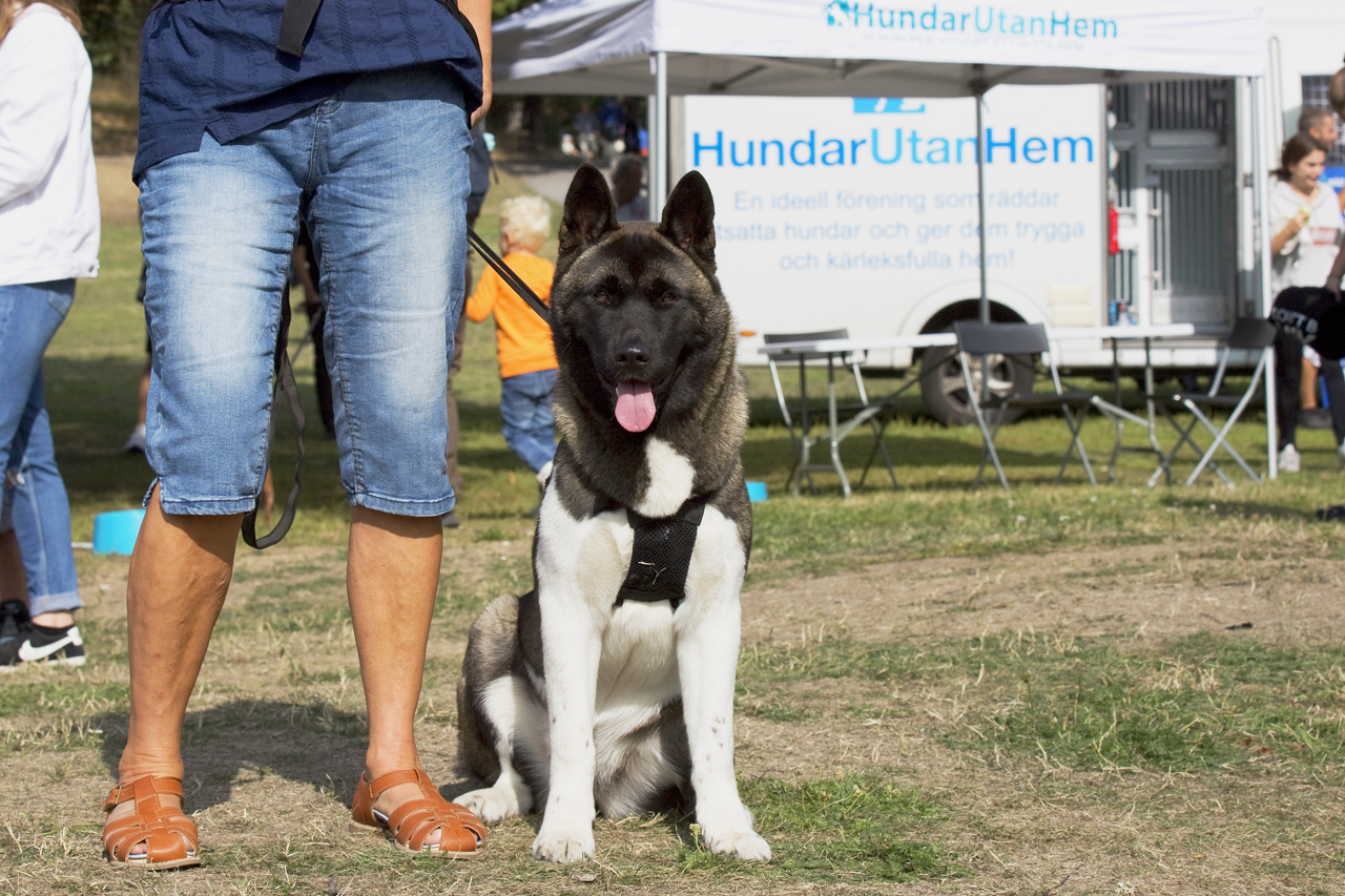 Bonnie, dumpad Akita på Irland