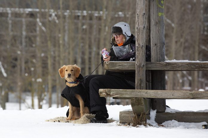 Valpen Milo blivande servicehund