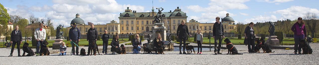 Rottweilerpromenad Drottningholm 2021