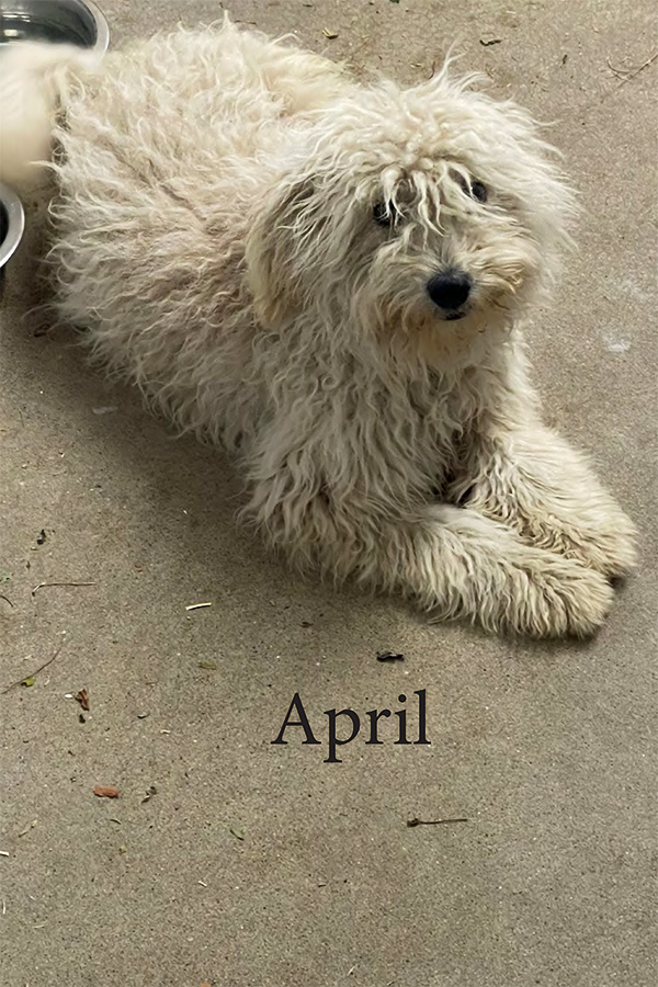 Hunden April