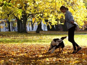 Aktivt hundliv