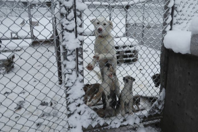 Sträng kyla och 35 hundar i rastgårdar utan möjlighet till värme