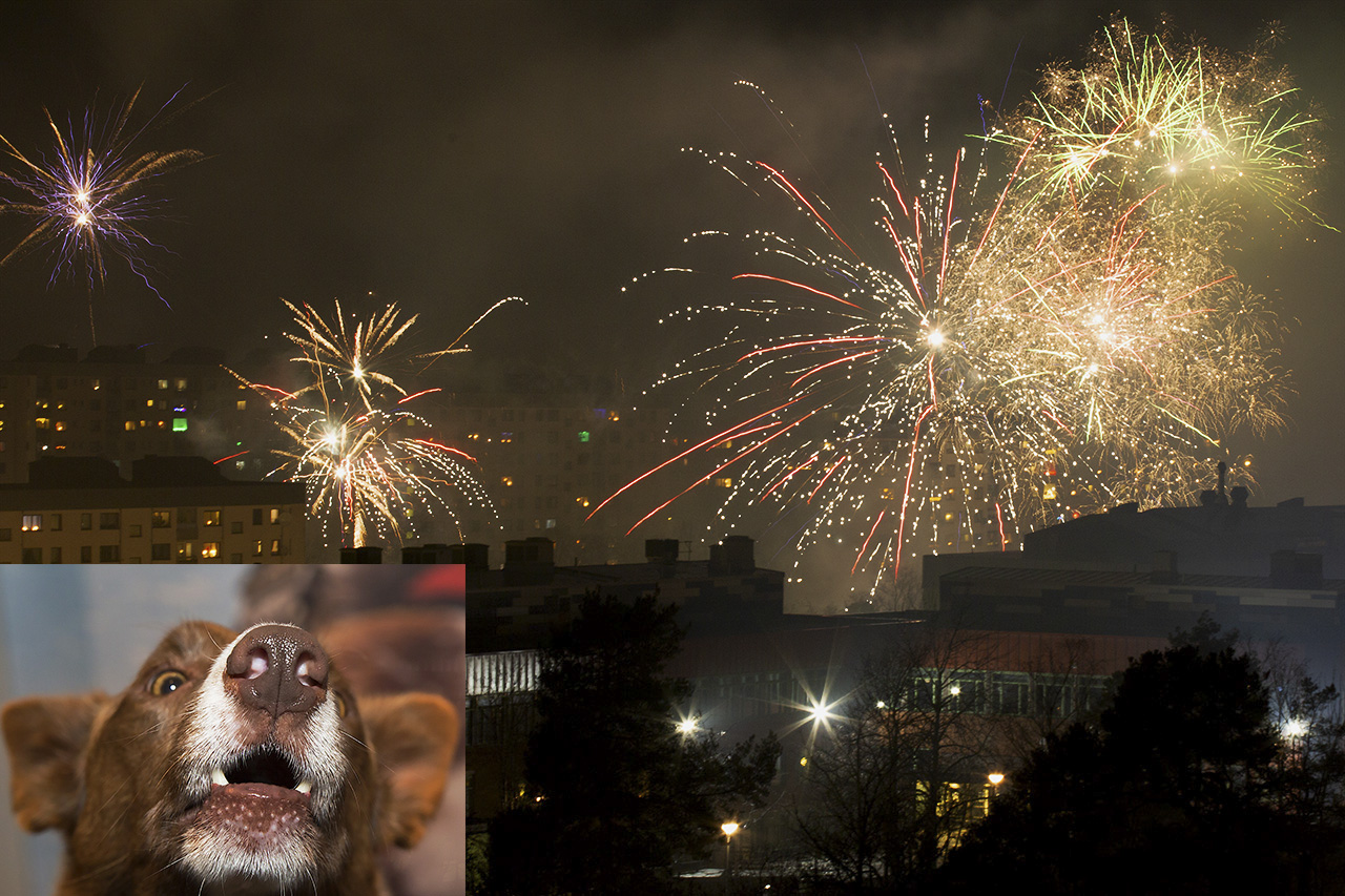 Nyårsfirande skrämmer många hundar och andra djur