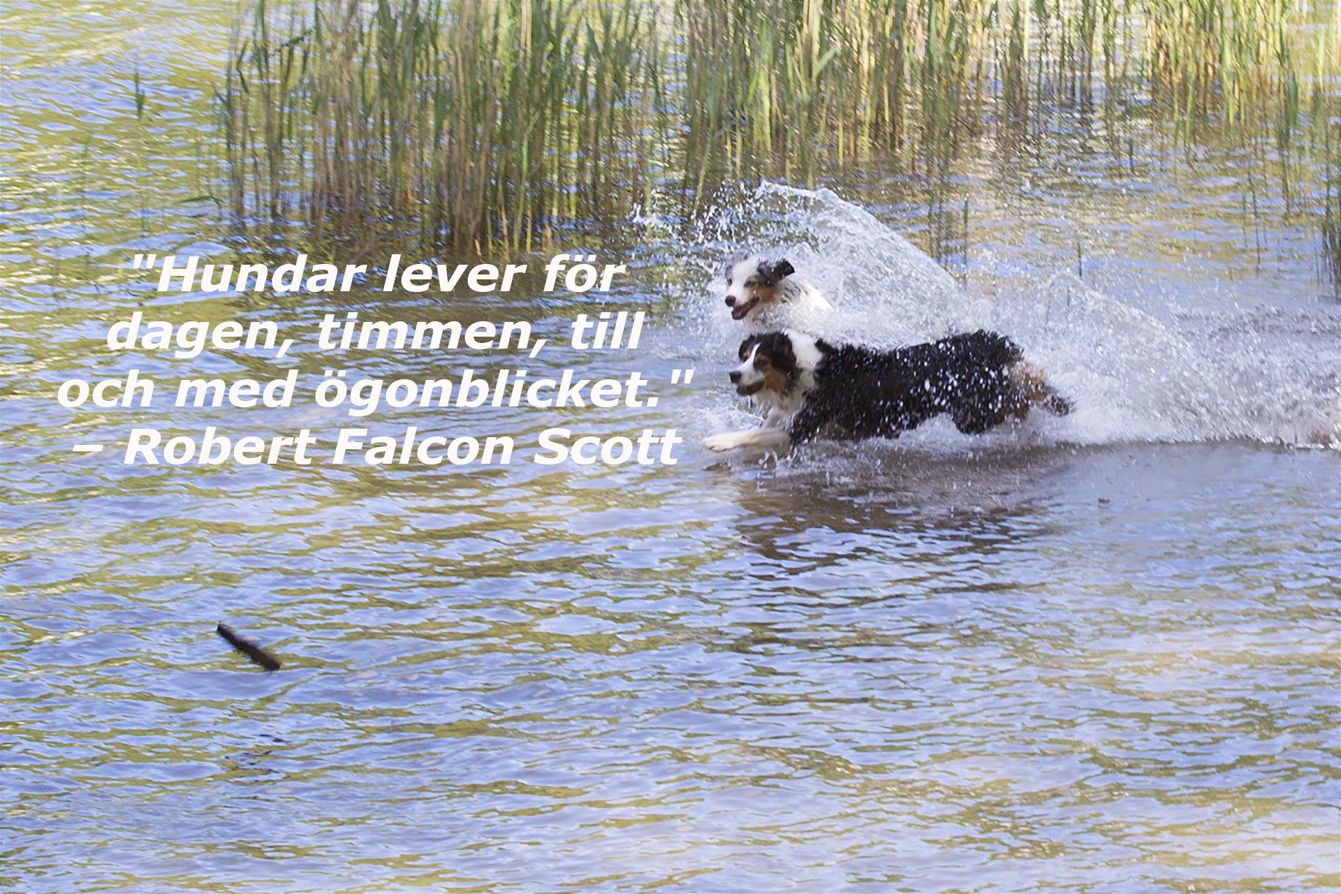 Robert Falcon Scott - Veckans hundcitat 2025 v14
