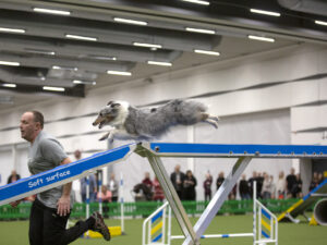 Hundsport & aktivitet