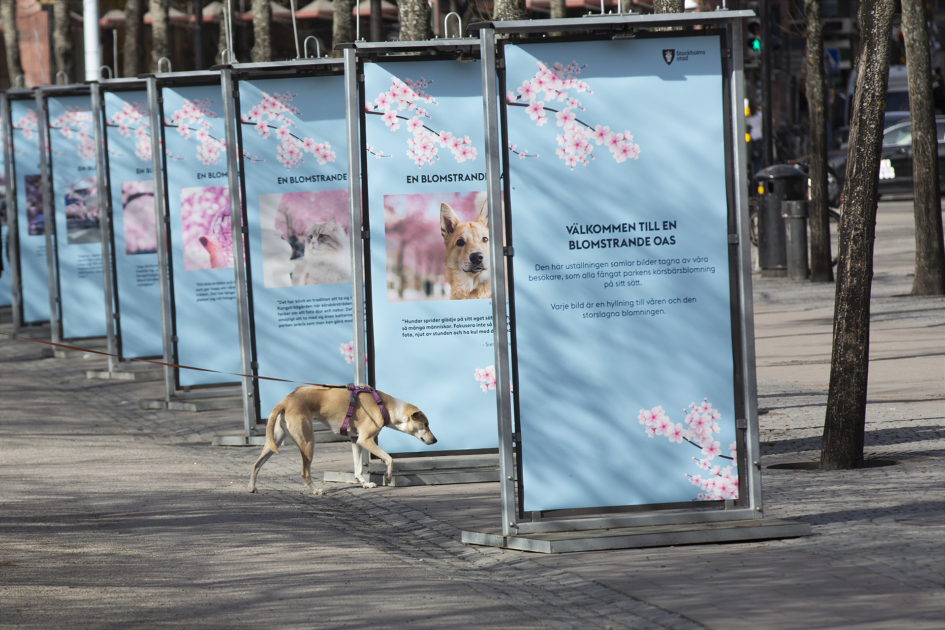 Fotoutställning körsbärsblomningen i Kungsträdgården.