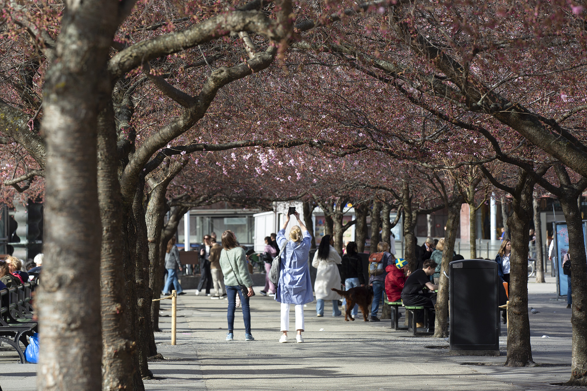 Första körsbärsblommorna i Kungsträdgården 2025