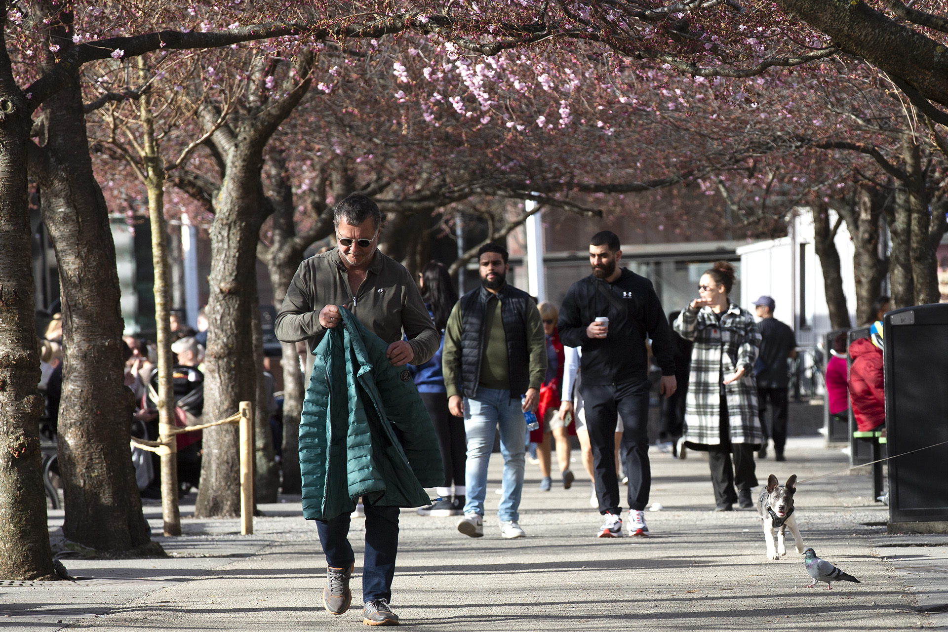 valpen Rufus får syn på en promenerade duva och blir mer nyfiken på den.