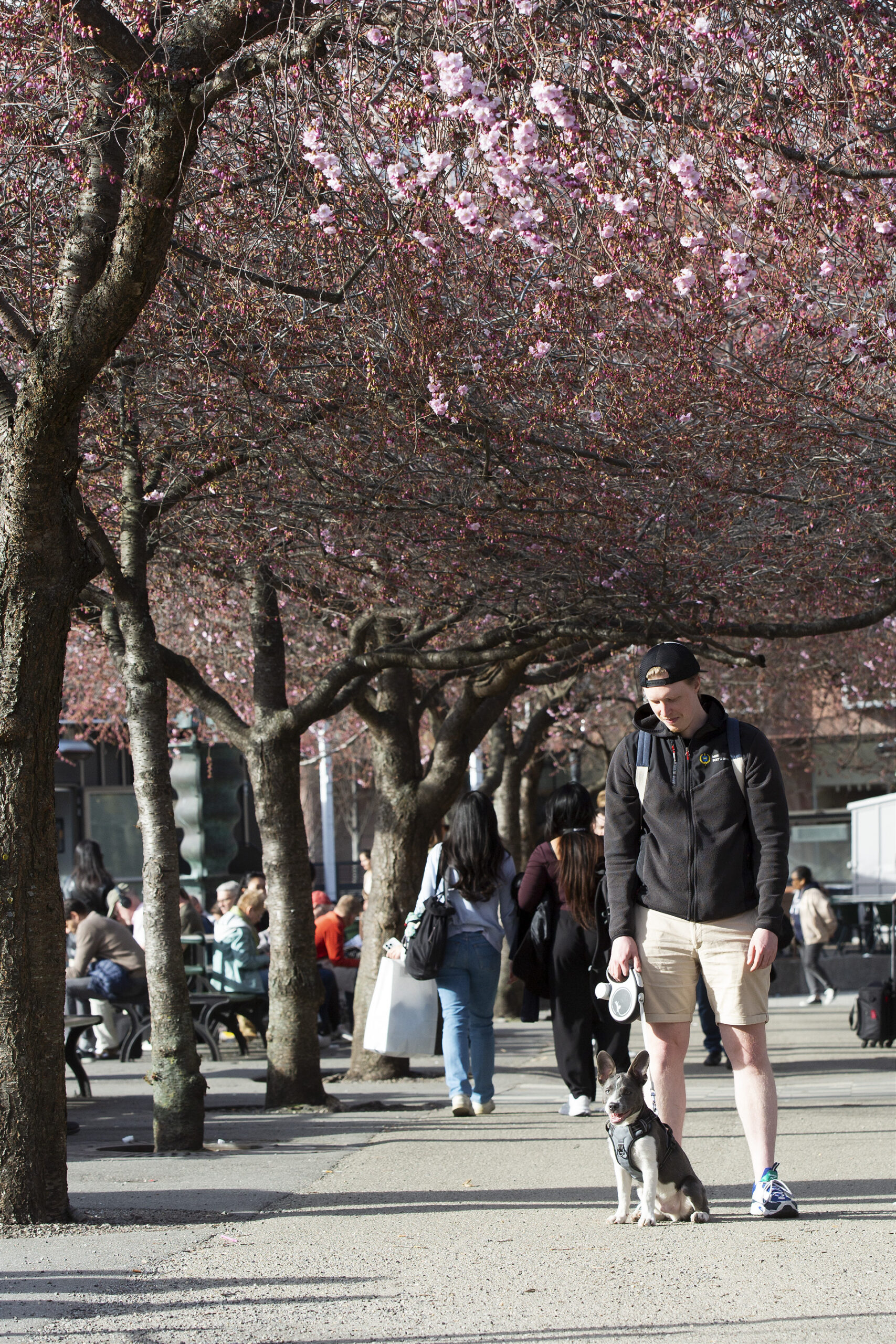 Valpen Rufus och hans husse under Japanska körsbärsträd i Kungsträdgården.