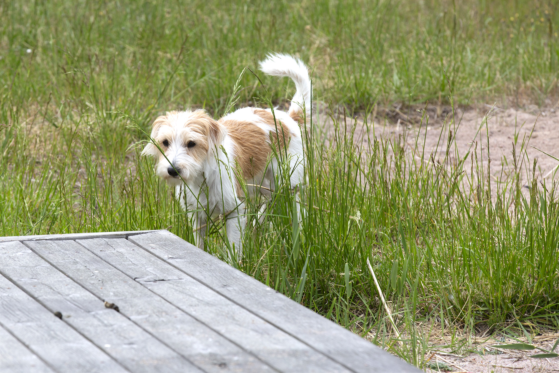 Bibi på väg upp på badbrygga. 