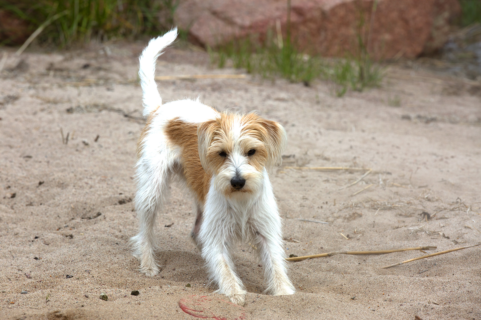 Kromfohrländer Bibi hemma på sandstranden på Åland