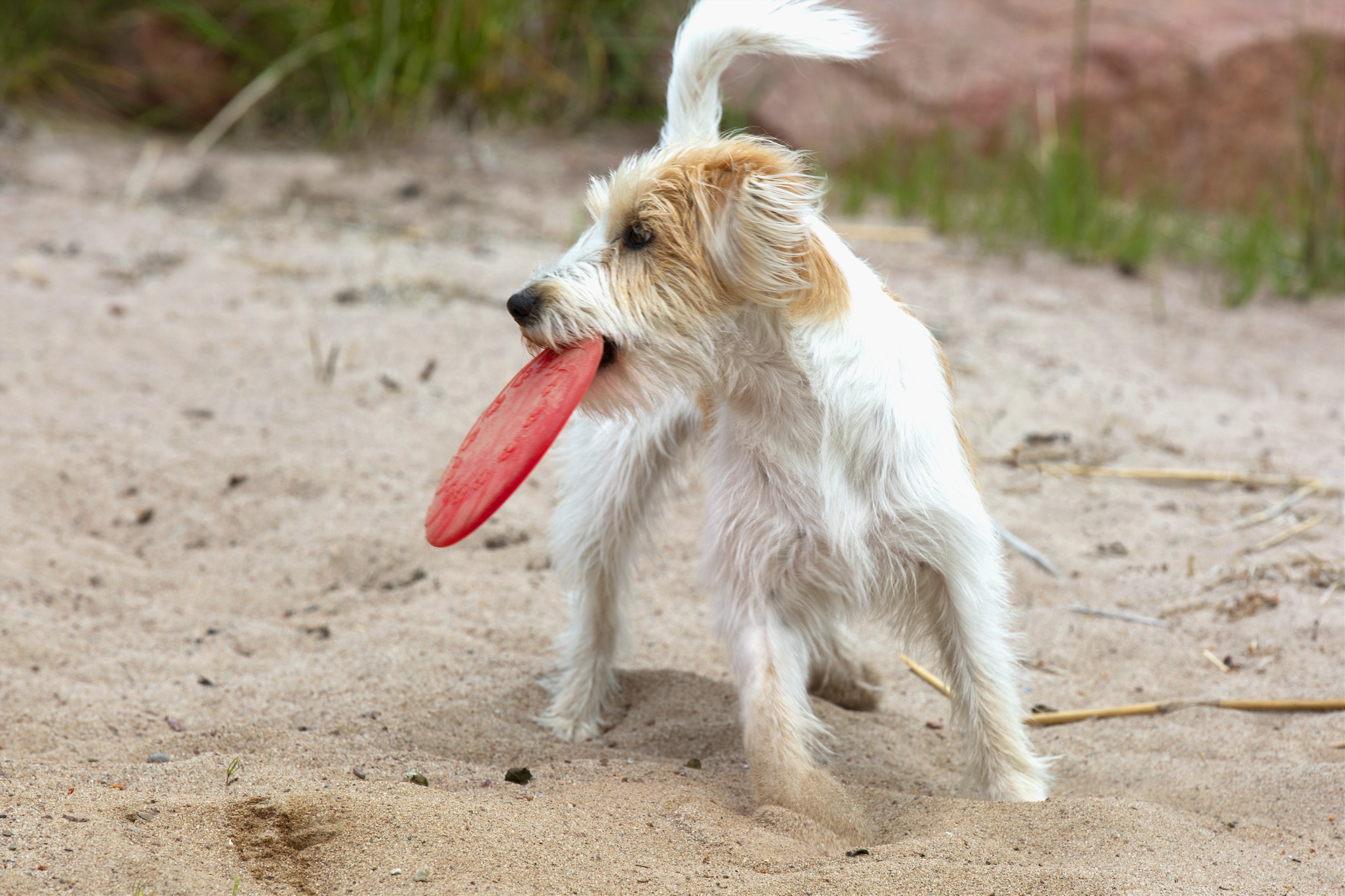 Bibi Kromfohrländer i profil med frisbee.