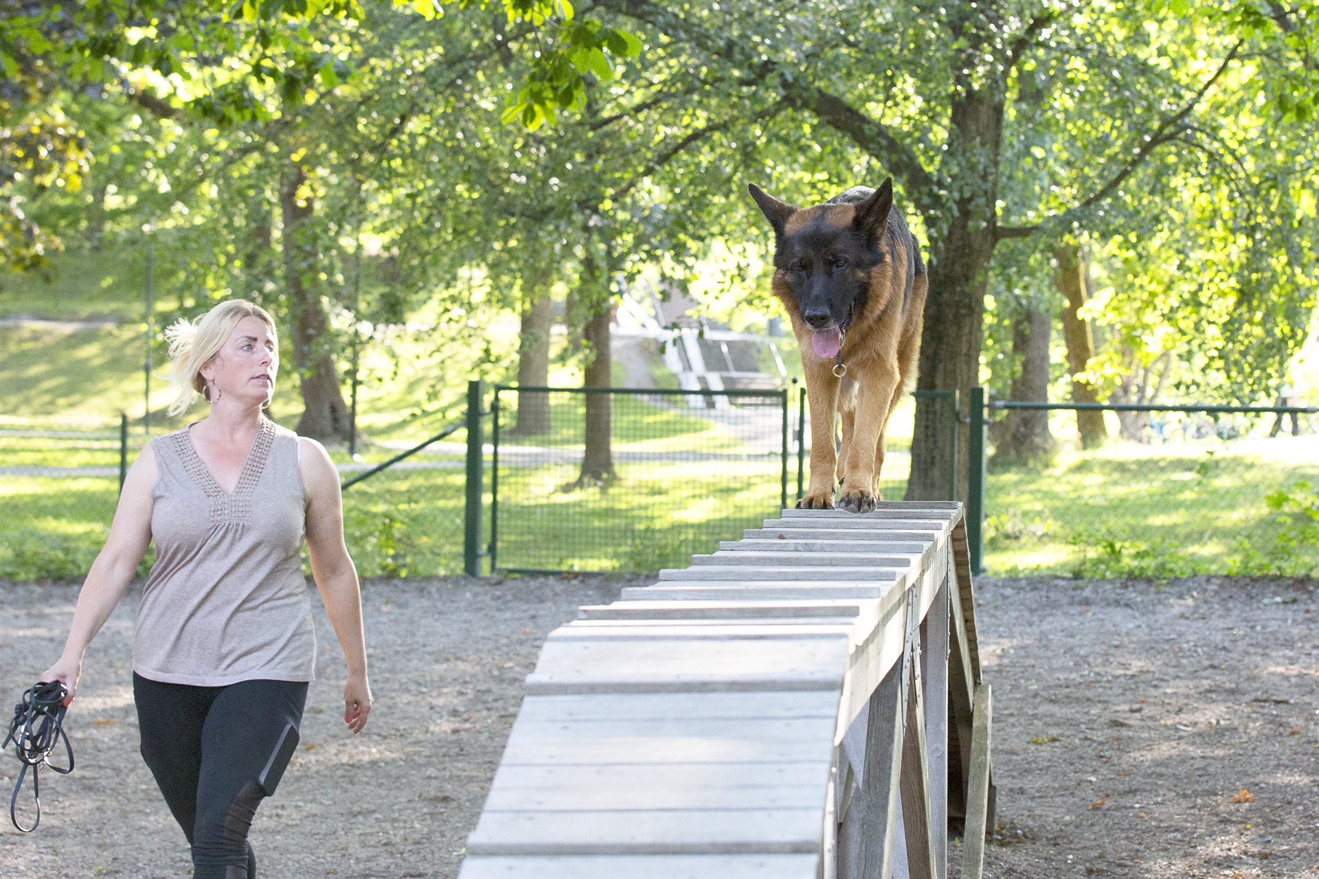 Schäfer på balansbom agilitybana Rålambshovs hundpark.