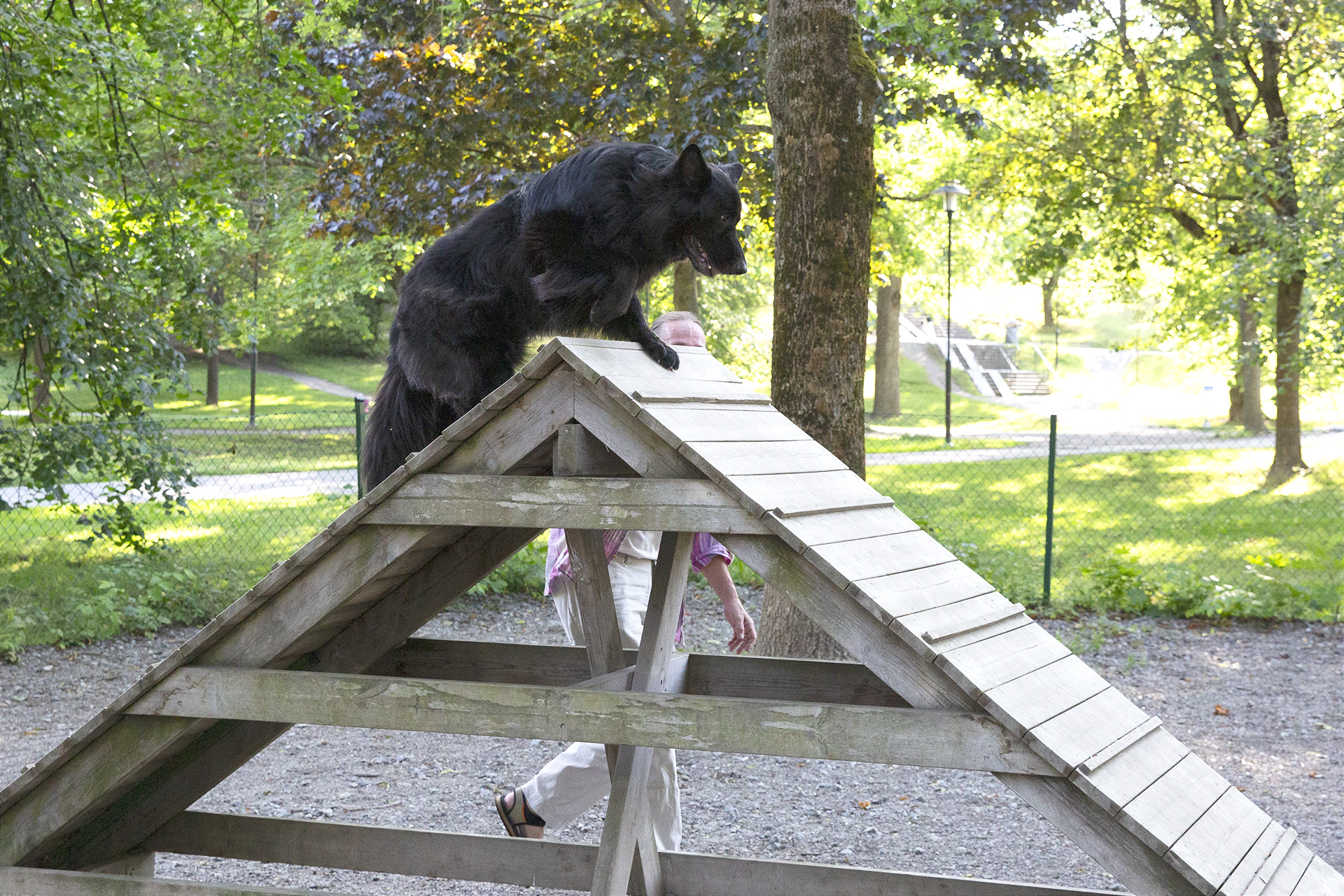 Svart långhårig schäfer på A-hinder agilitybana Rålambshovs hundpark.