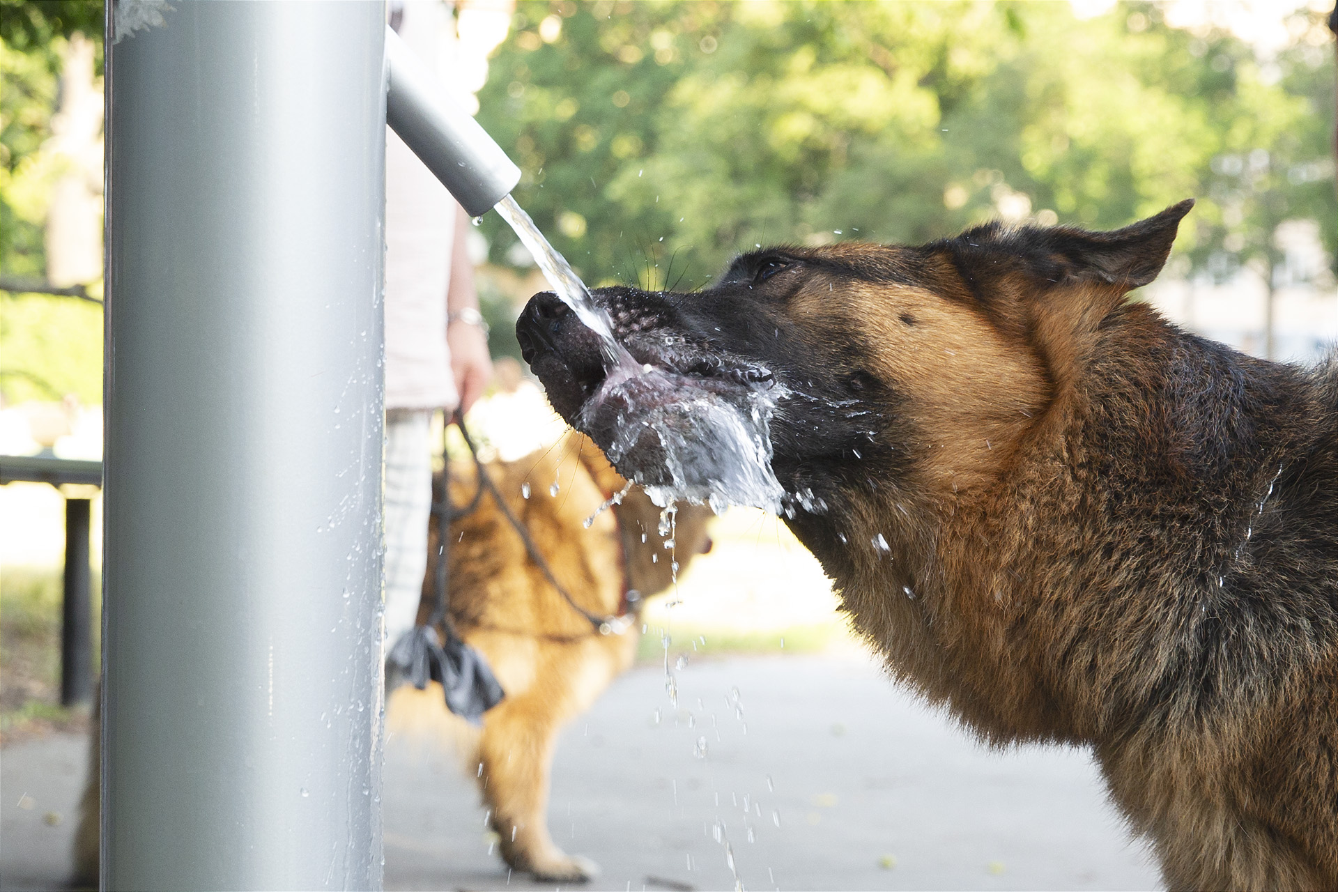 Schäfer dricker vatten ur pump Fredhällsparken. 