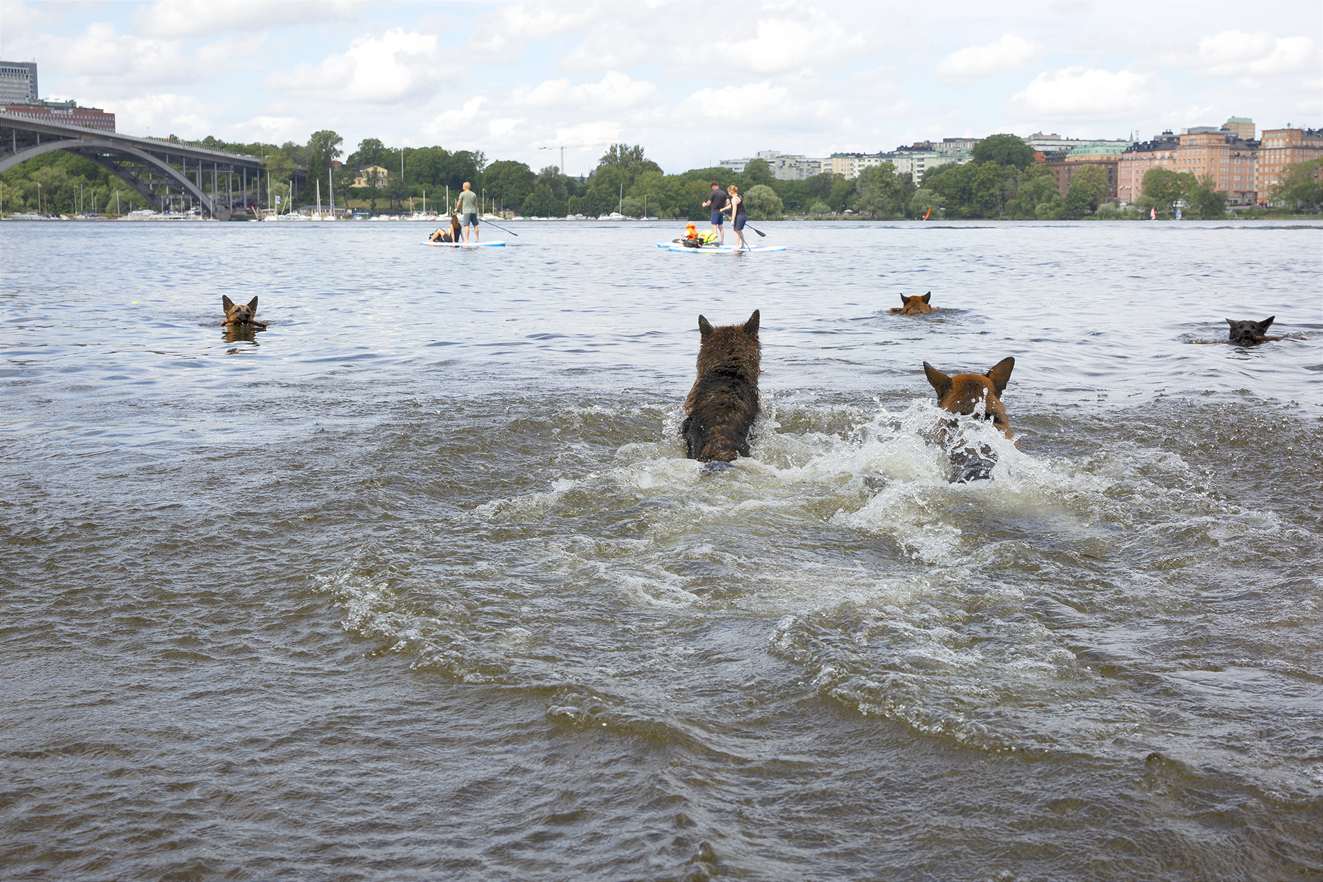 Fem schäfrar simmar vid Långholmens hundbad.