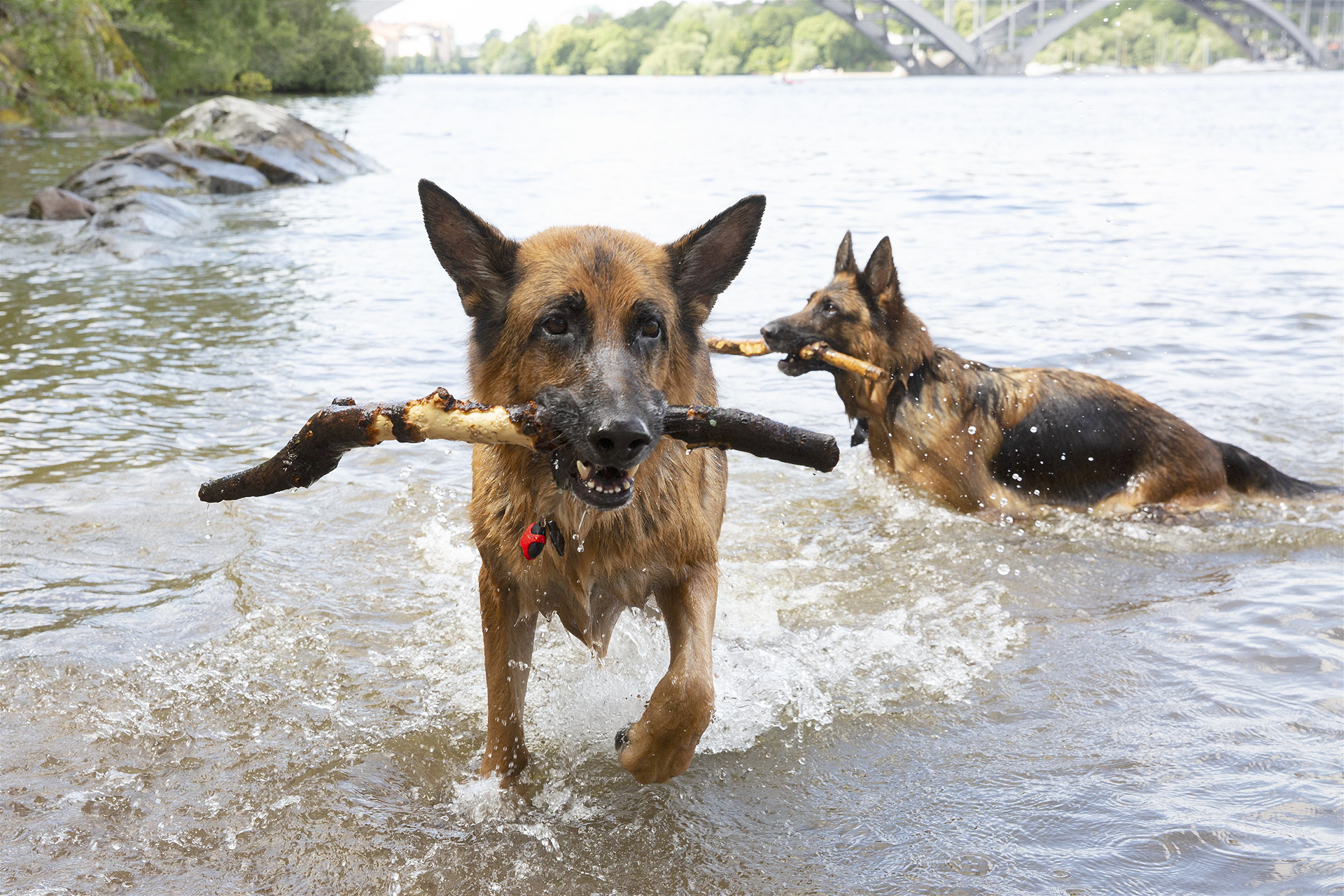 Två schäfrar badar och har varsin pinne.