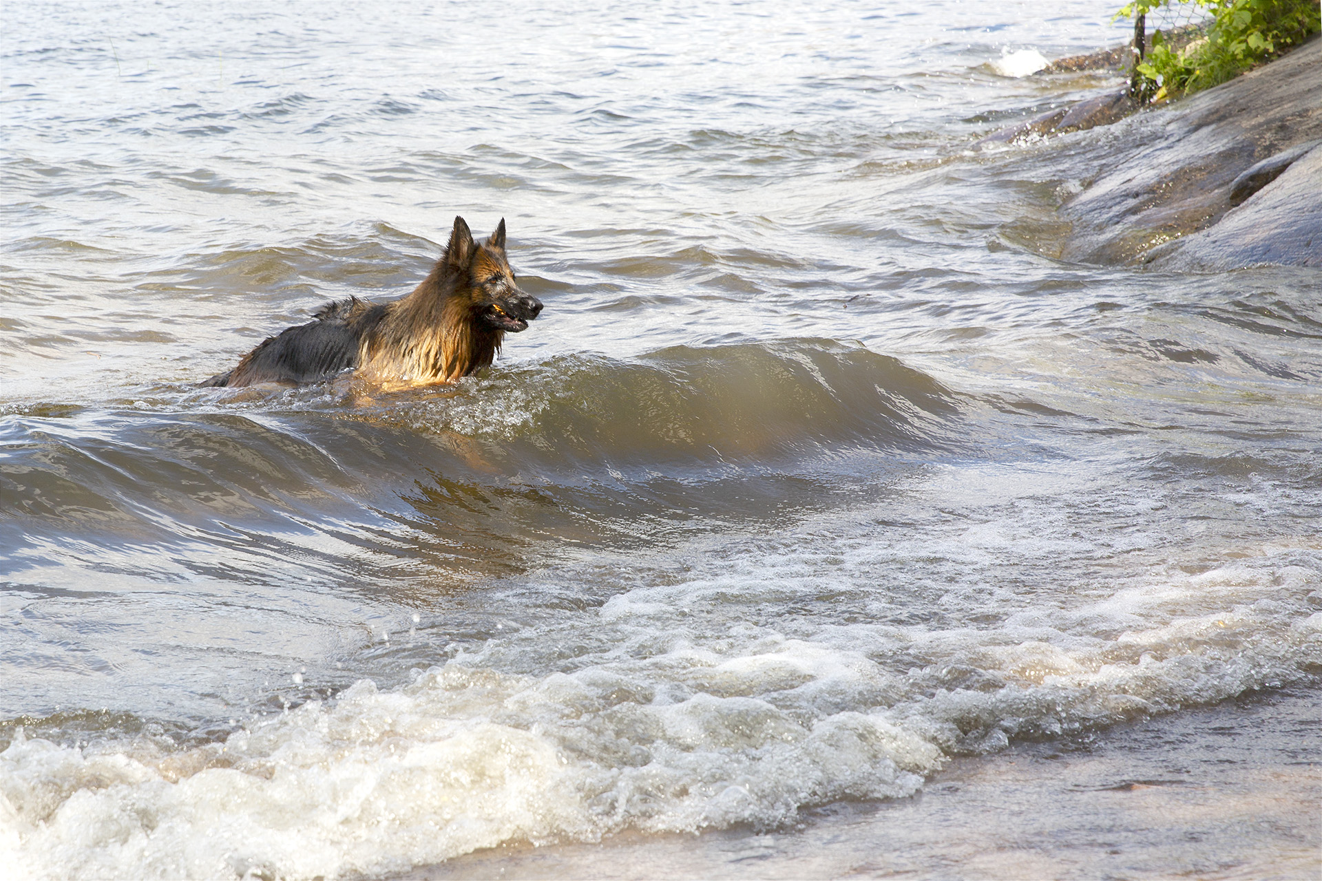 Schäfer i en våg på Långholmens hundbad.