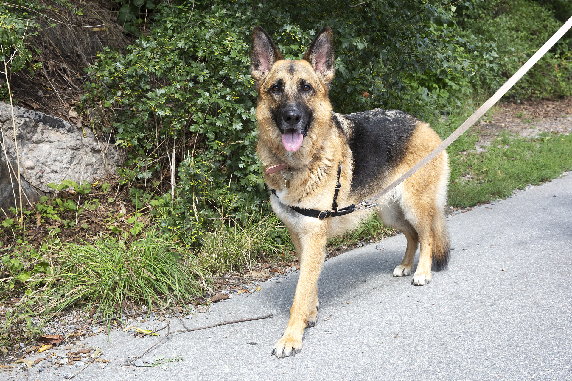 Schäfern Moxxi från Kanada