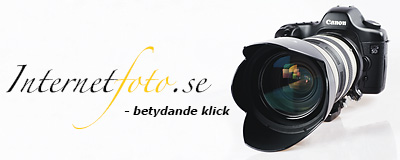 Internetfoto -betydande klick specialområde hundar