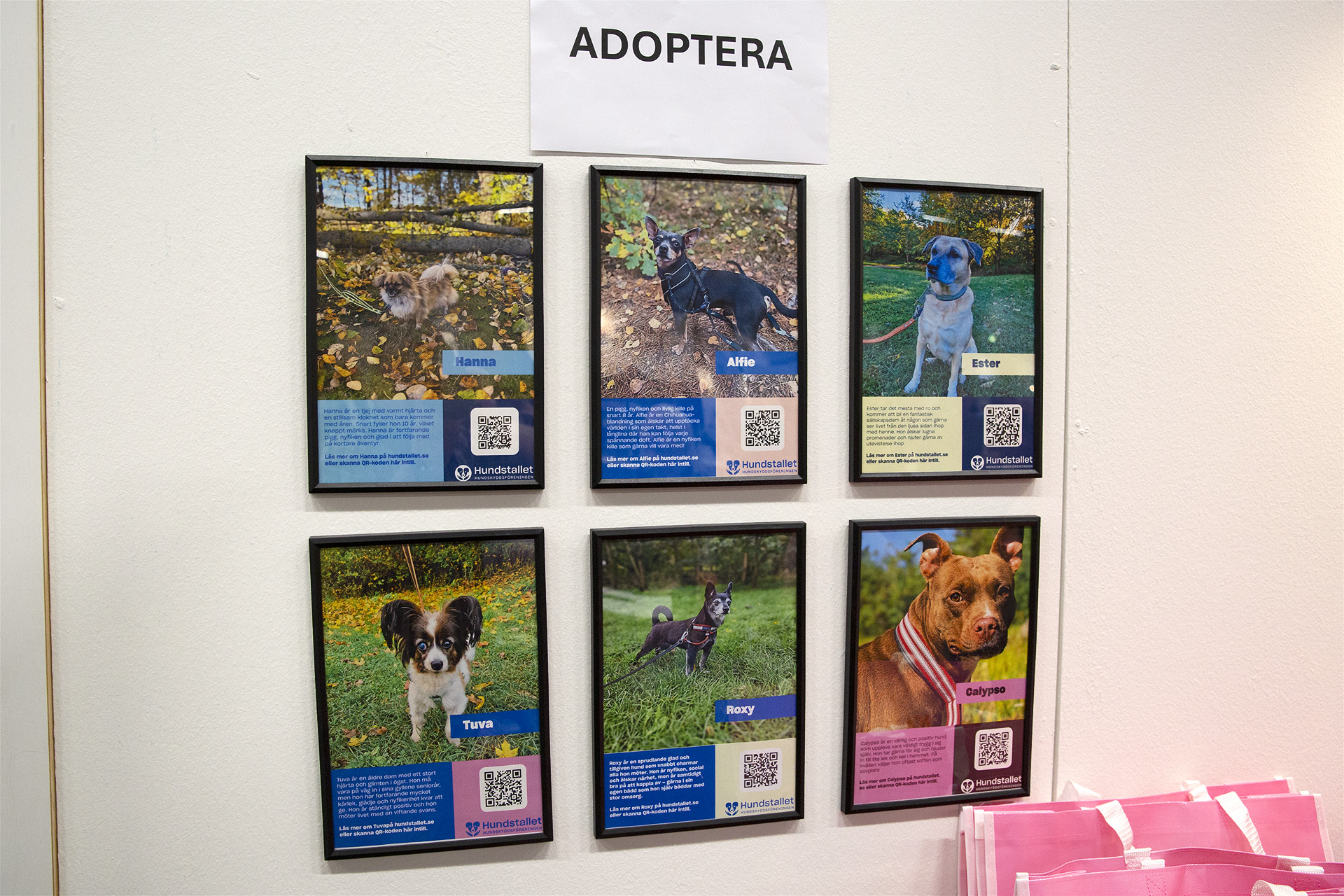 Fotovägg med några av Hundstallets seniora hundar för adoption. 