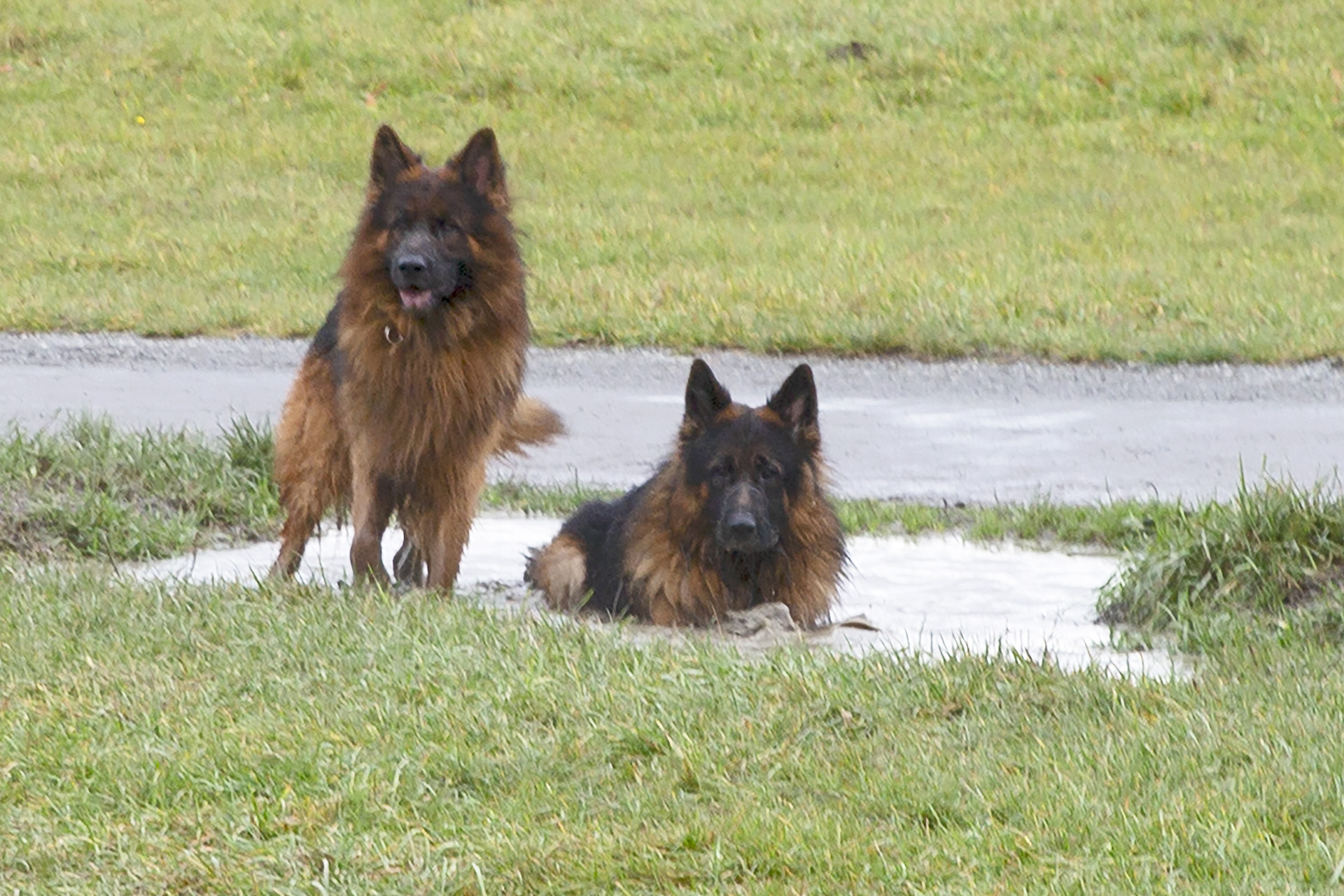 Två schäfrar i stor vattenpöl med lervatten på Gärdet