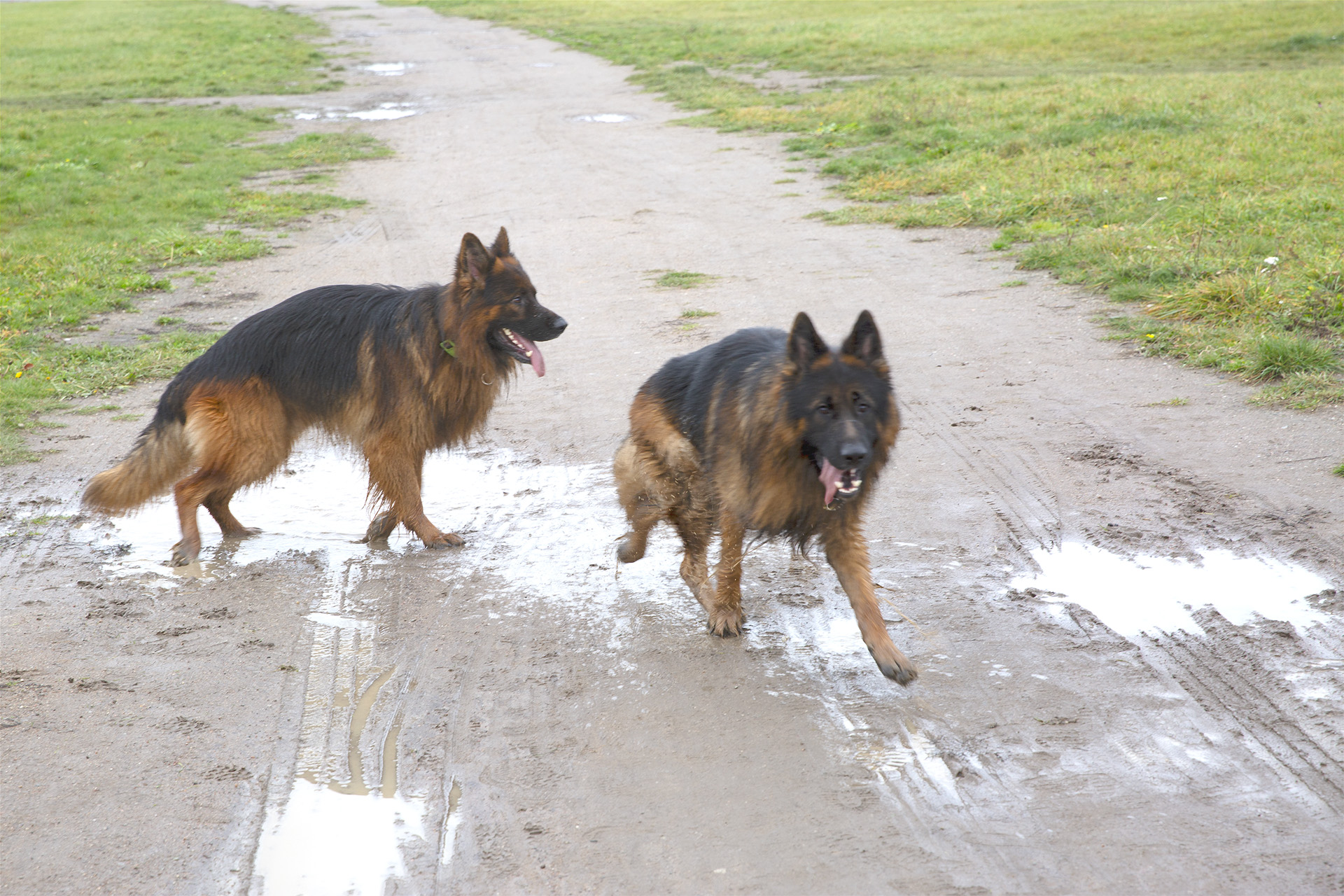 Två schäfrar i vattenpöl på Gärdet