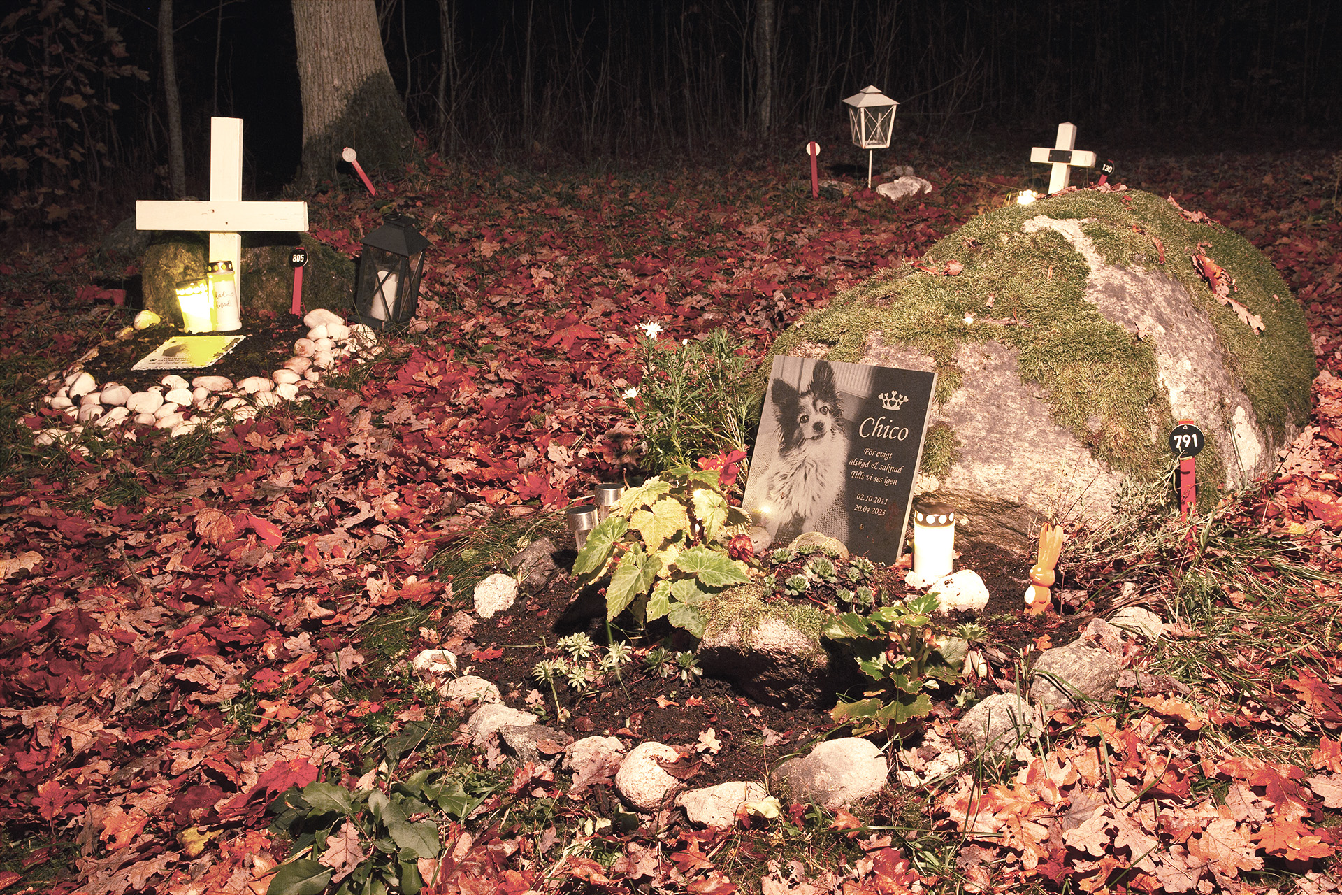 Hundgrav vid sten. Kaknäs djurkyrkogård