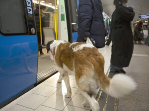 Sankt Bernhardshunden Jänta går ombord på tunnelbana vid station T-centralen.
