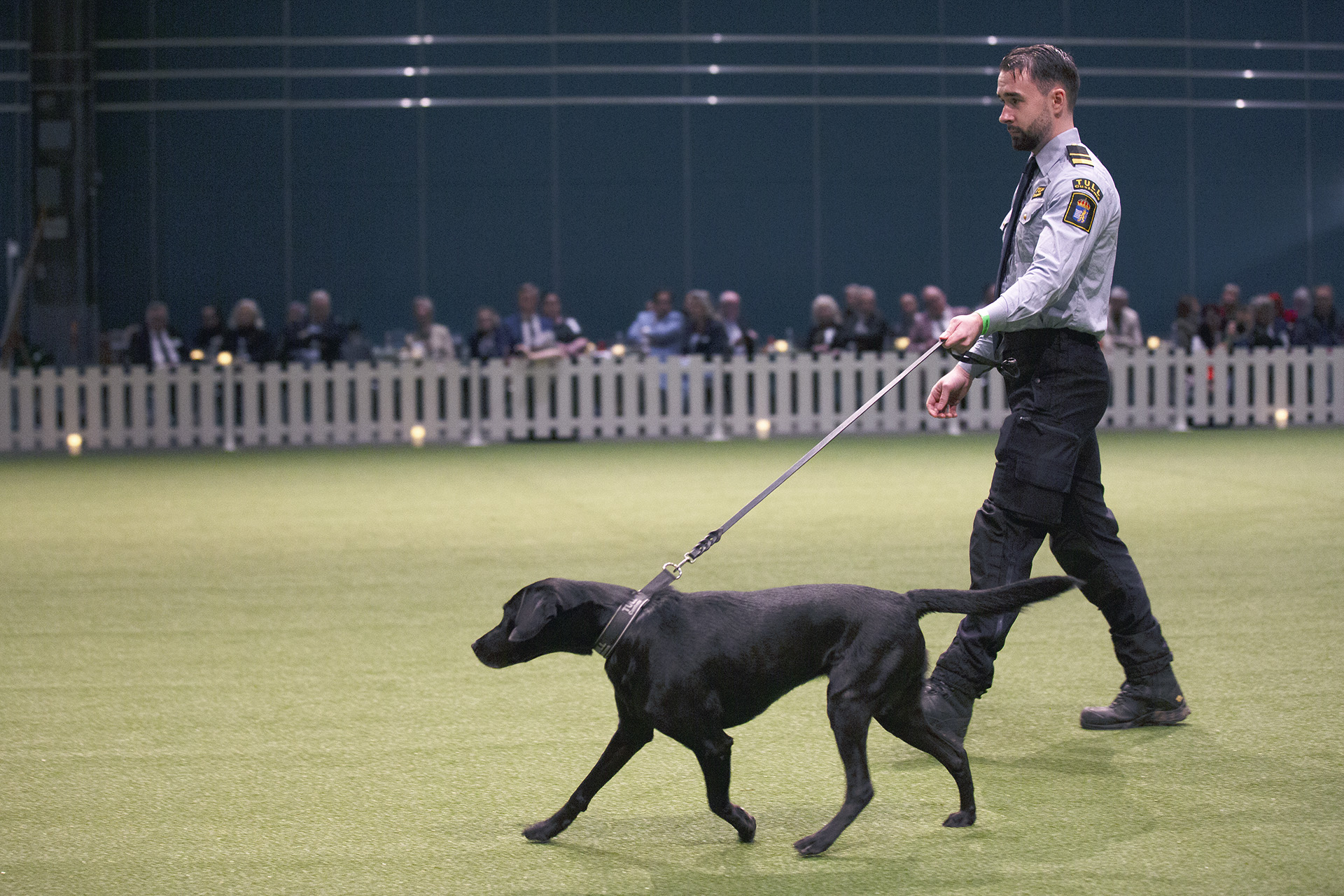 Tullverket Jaktlabrador Fanny 6 år med förare Jonathan