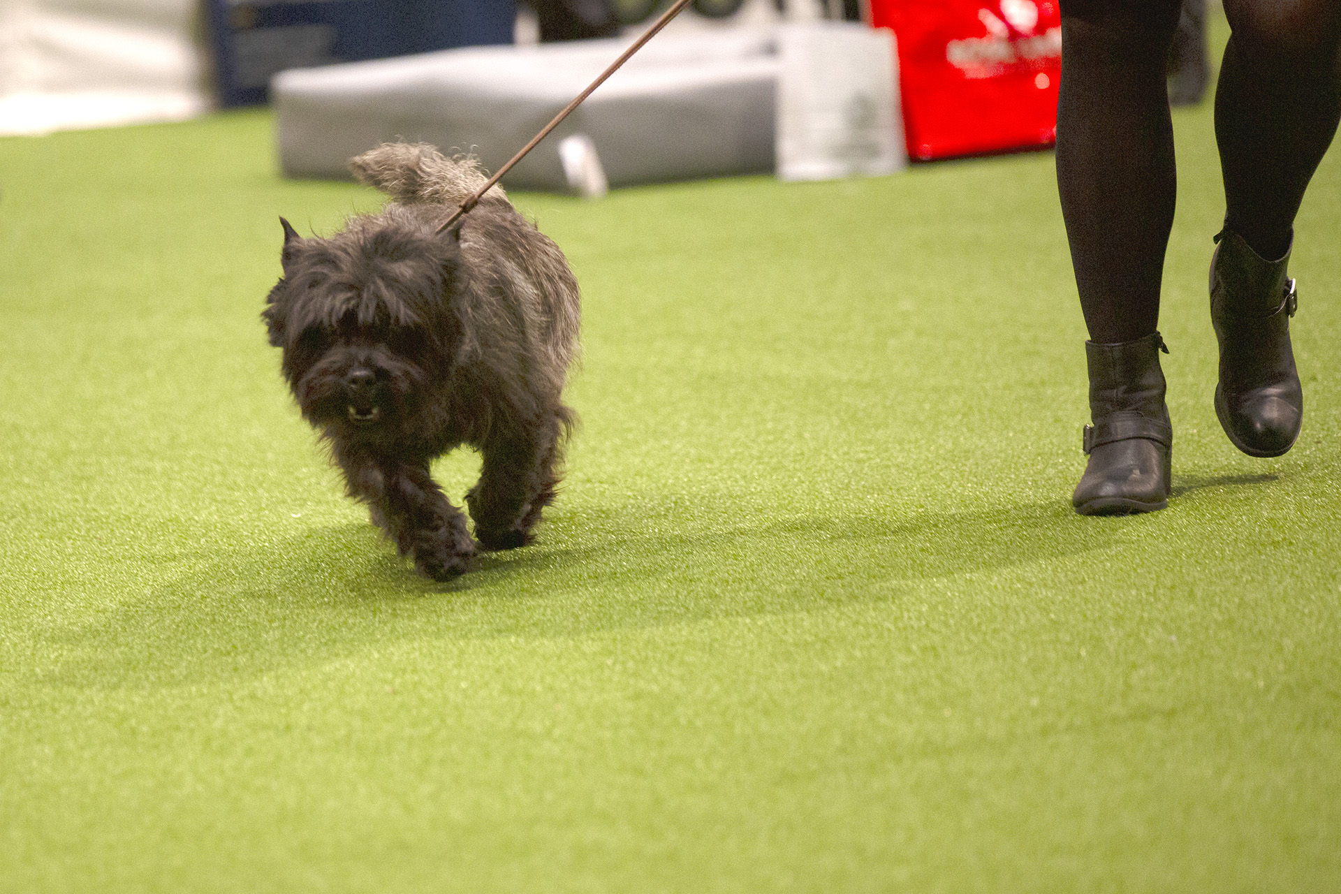 Ärevarv Årets bragdhund 2025 - Cairnterriern Hasse