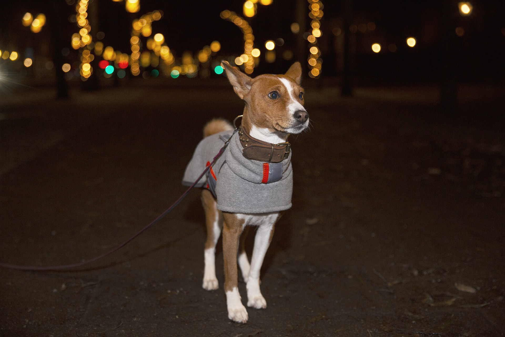Nala, 4 år Basenji med grått fint hundtäcke med röda detaljer. 251201 © Foto: Patric Lindén / Internetfoto