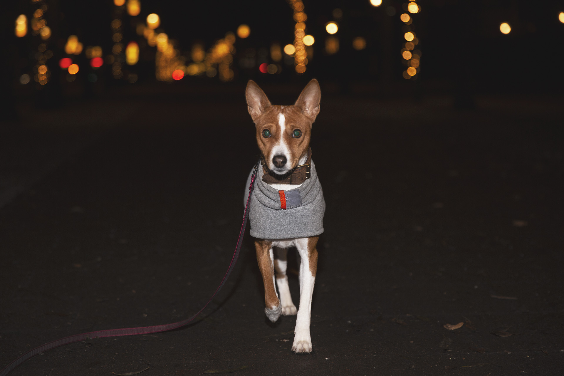 Basenji Nala promenad i Kungsträdgården.