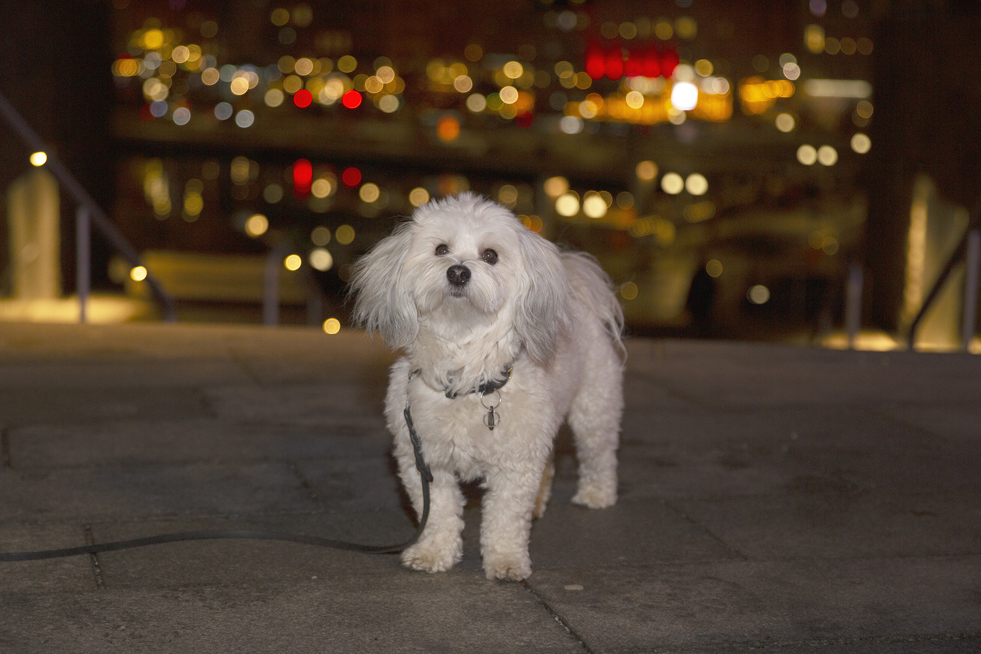 Bichon havanais Lillebror vid nya Slussentrappan.