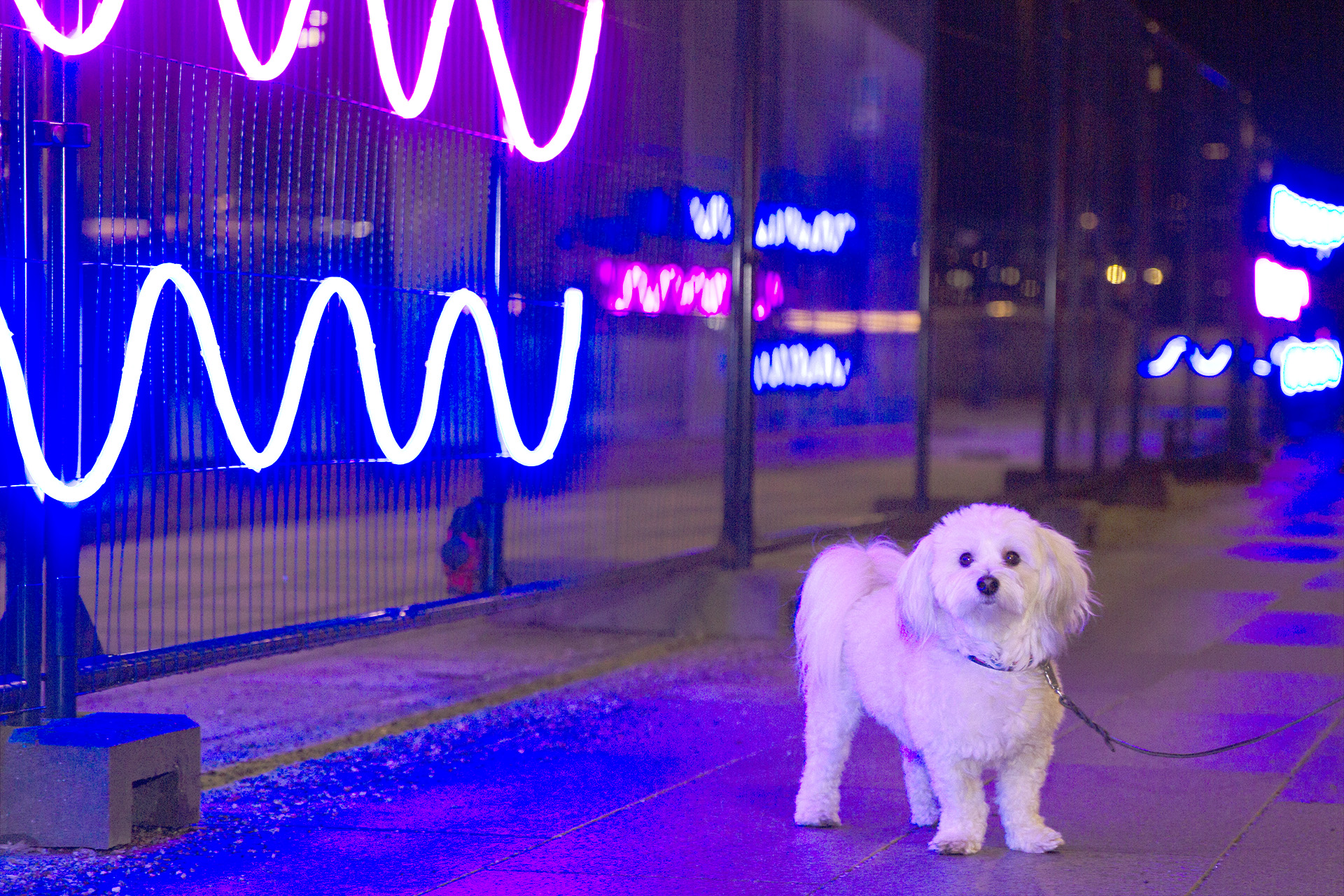 Bichon havanais Lillebror i stängslat neonaljus.
