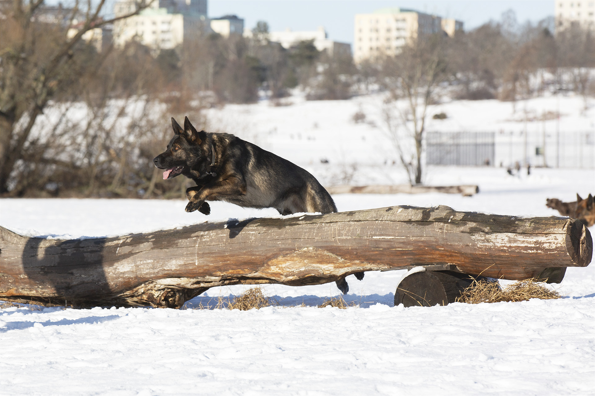 Schäferhund hoppar över stock på Gärdet. Stockholm schäfergrupp