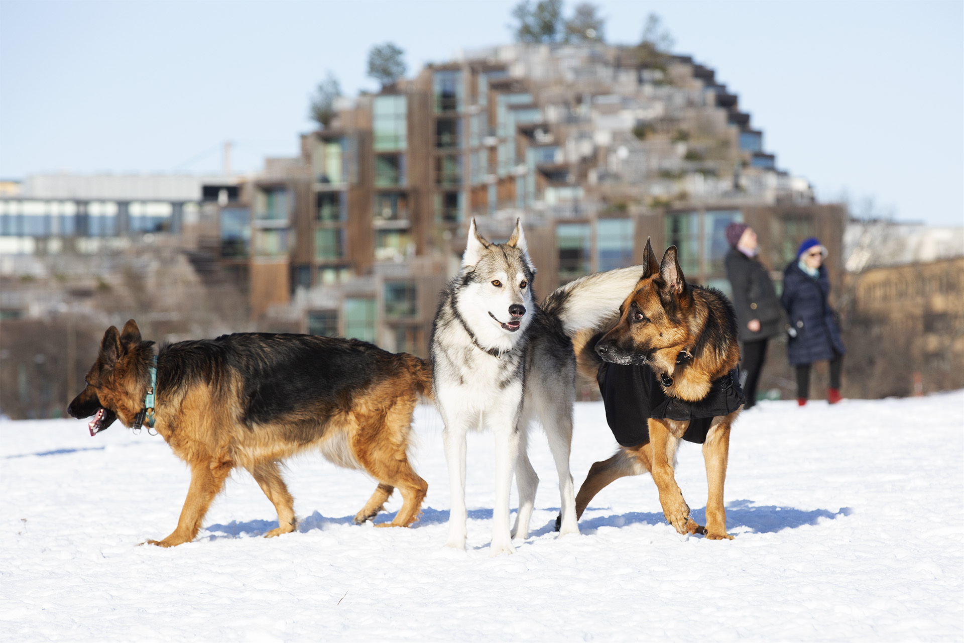 Schäfern Astor håller koll på Stockholms schäfergrupp och omgivning.