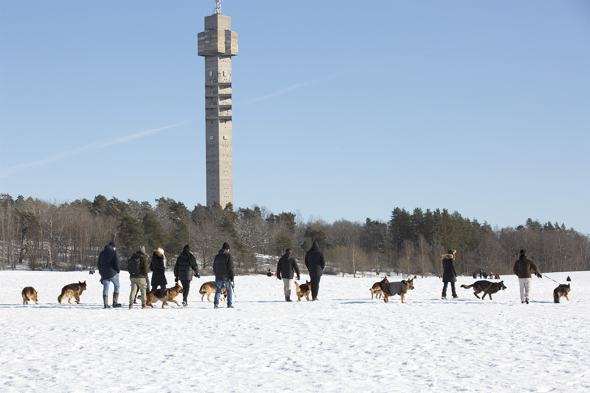 Schäfrgrupp på gemensam gruppromenad