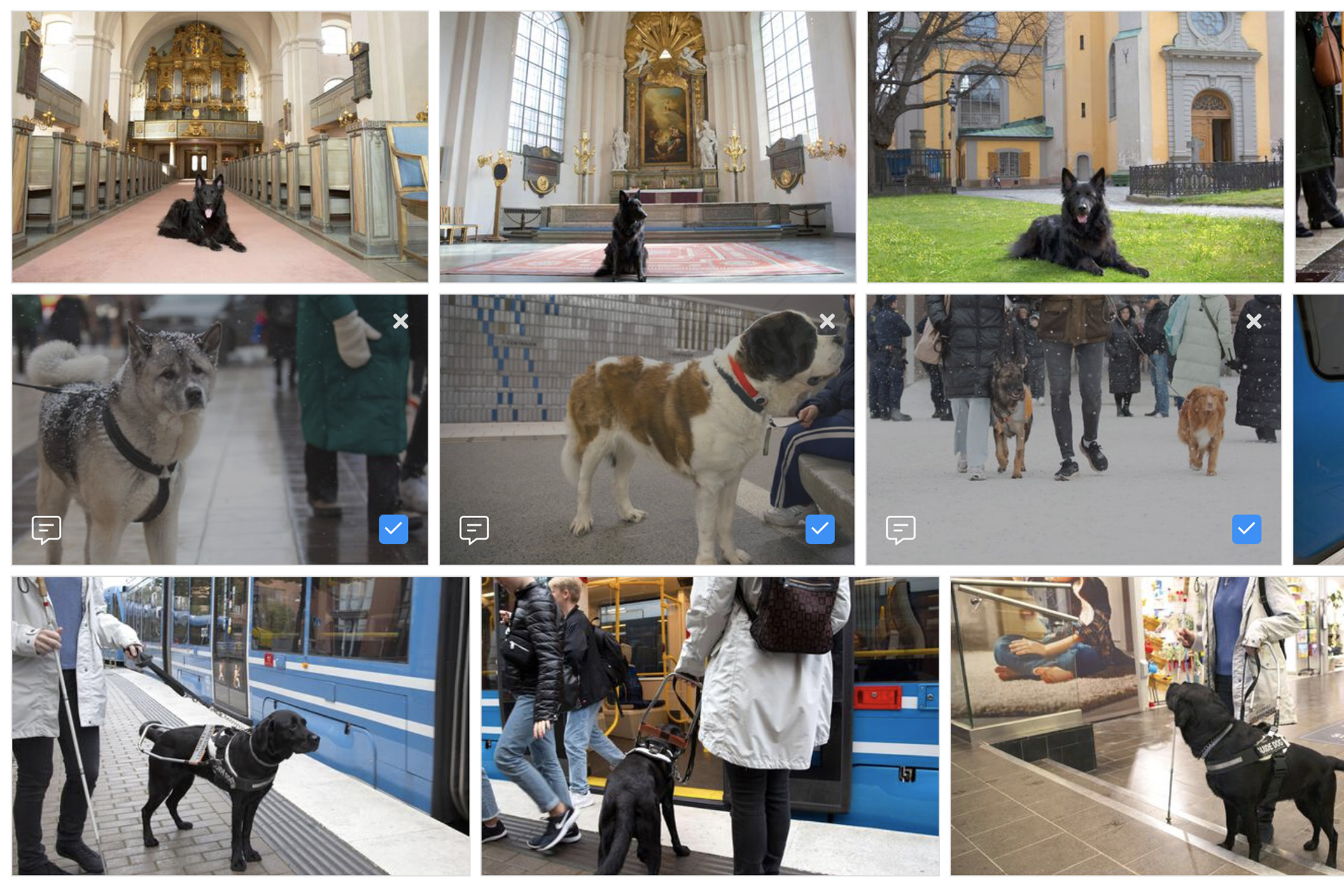 Alamy Lightbox kategori Hund