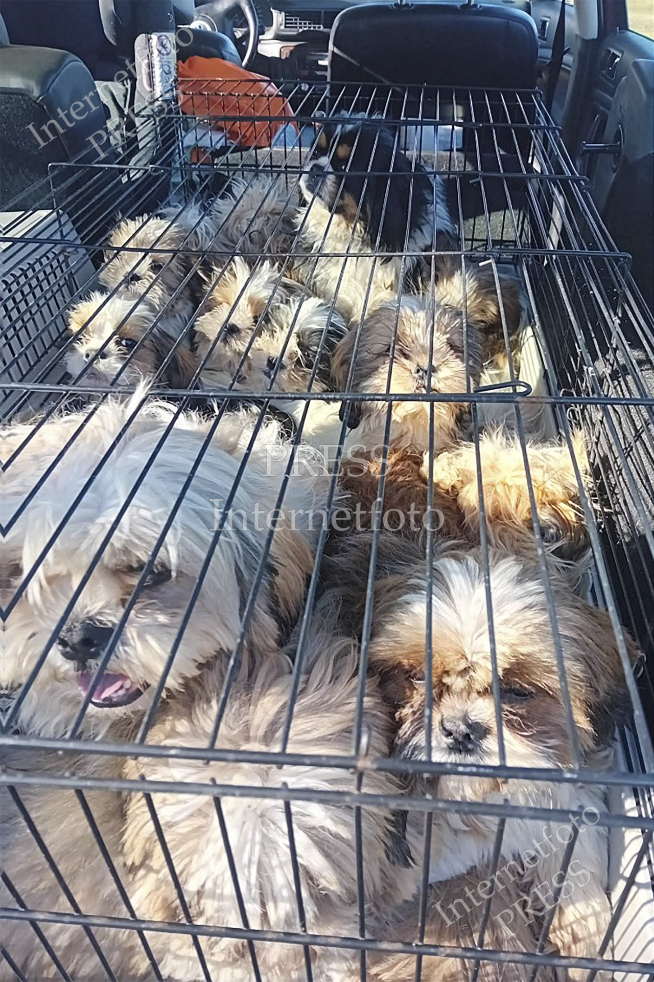 Många hundar i trång kaninbur. Källskyddat bildmaterial i djurskyddsärende.