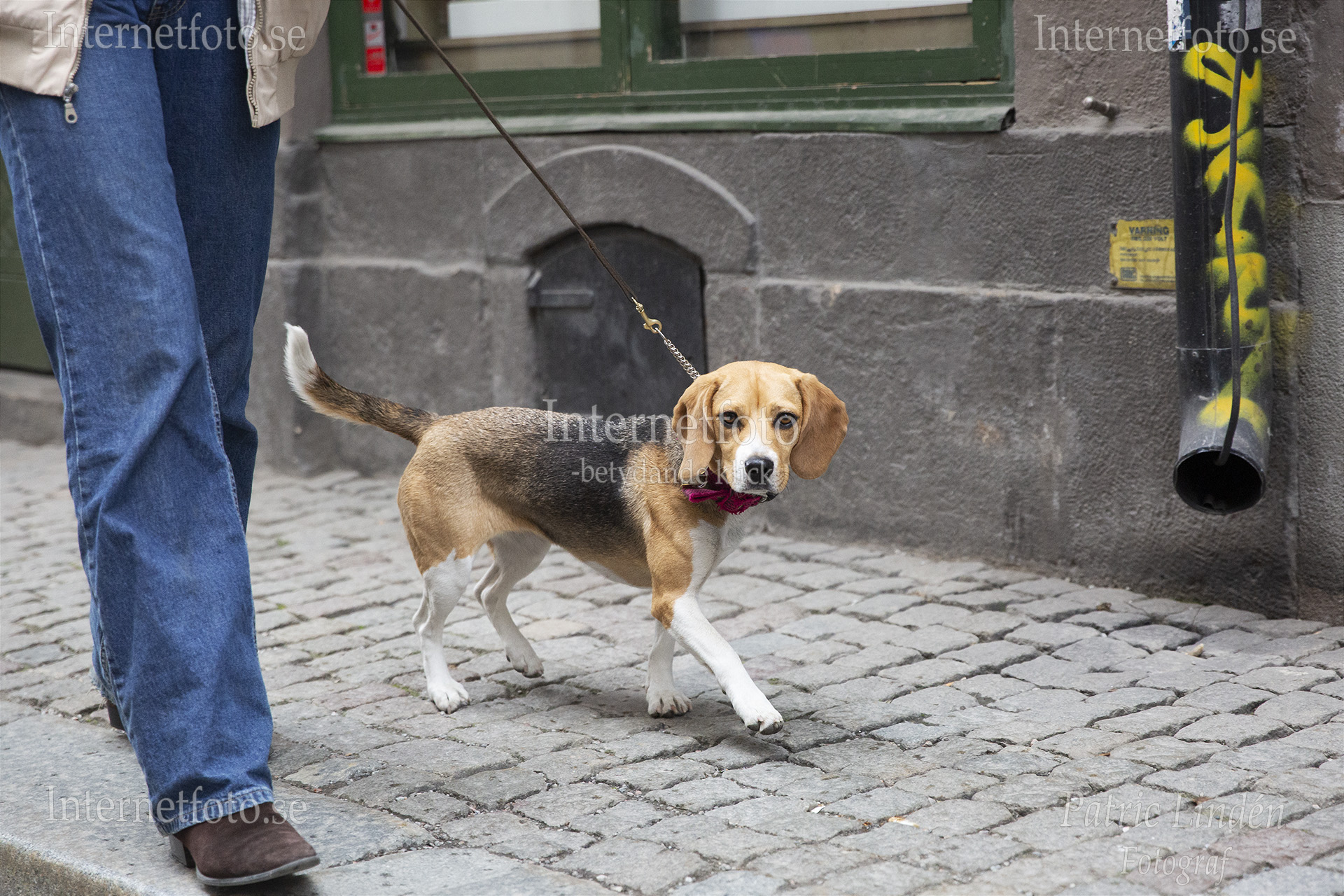Beagle på kullerstenstrottoar i Gamla Stan