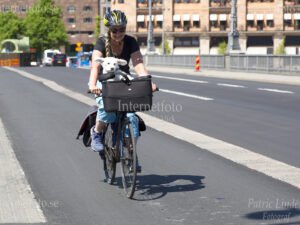 Liten vit hund med utstående öron i cykelkorg på Vasabron i Stockholm
